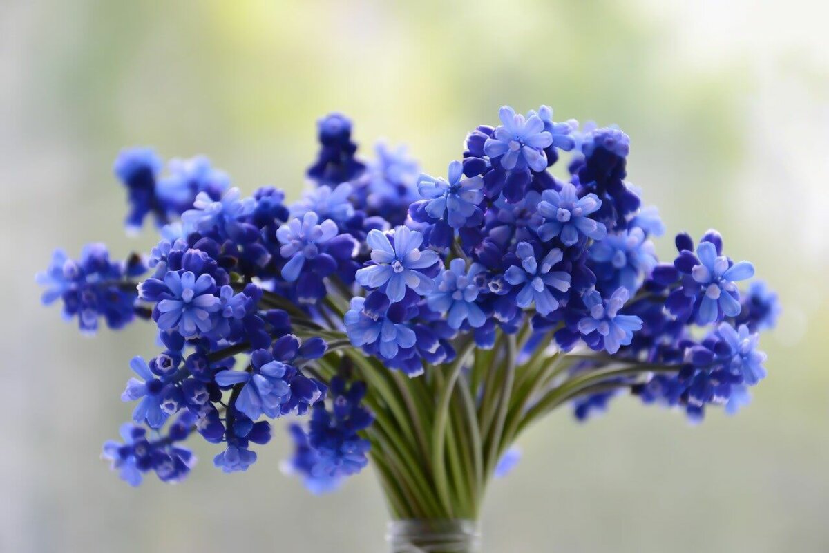 Fresh cut flowers in a vase