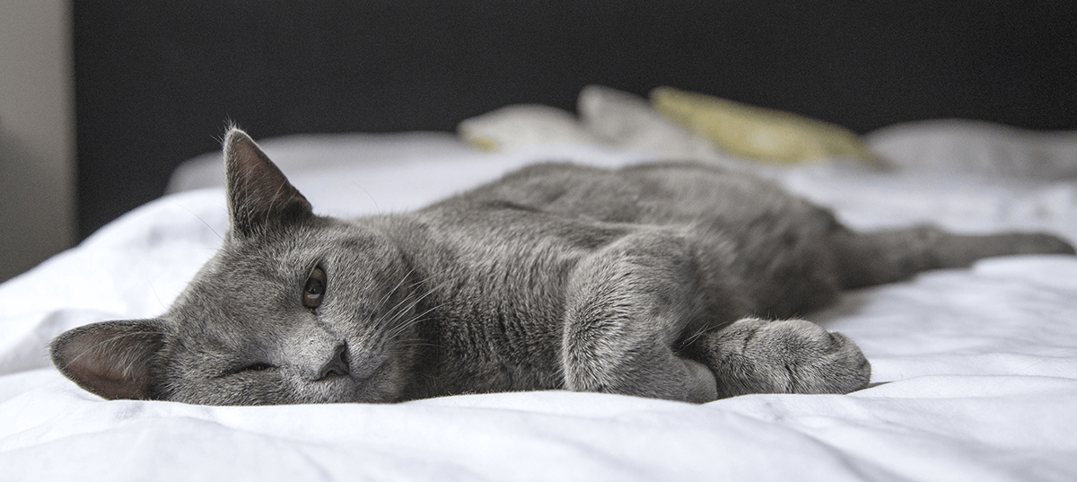 Gray cat lying on a bed. Image credit: Pixabay