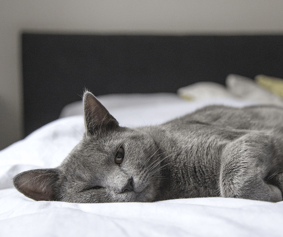 Gray cat lying on a bed. Image credit: Pixabay
