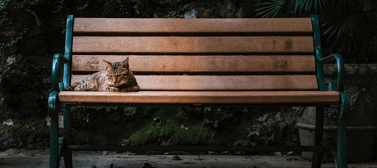 Cat sitting on a park bench