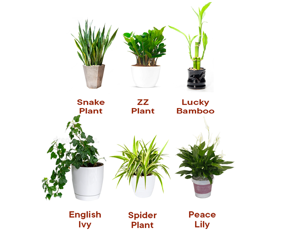 Images of six low-light houseplants.