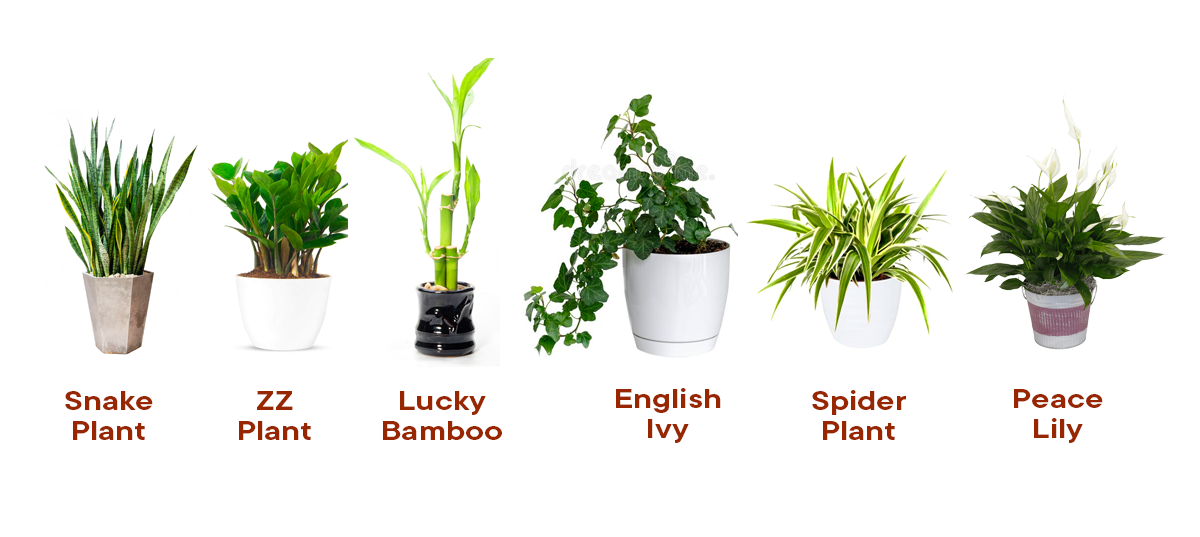 Images of six low-light houseplants.