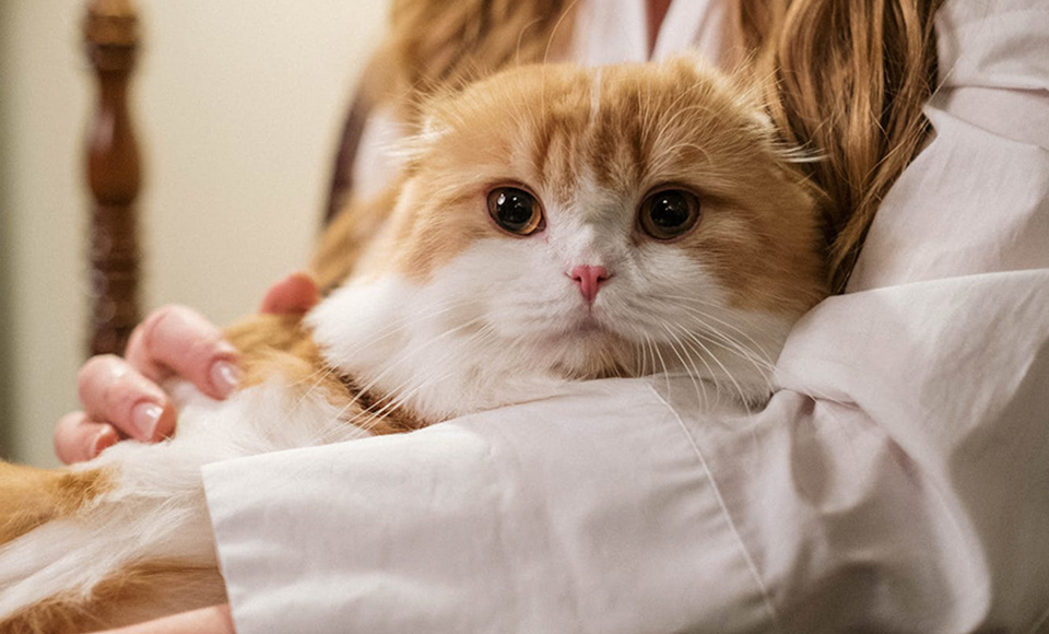 A woman holding a cat